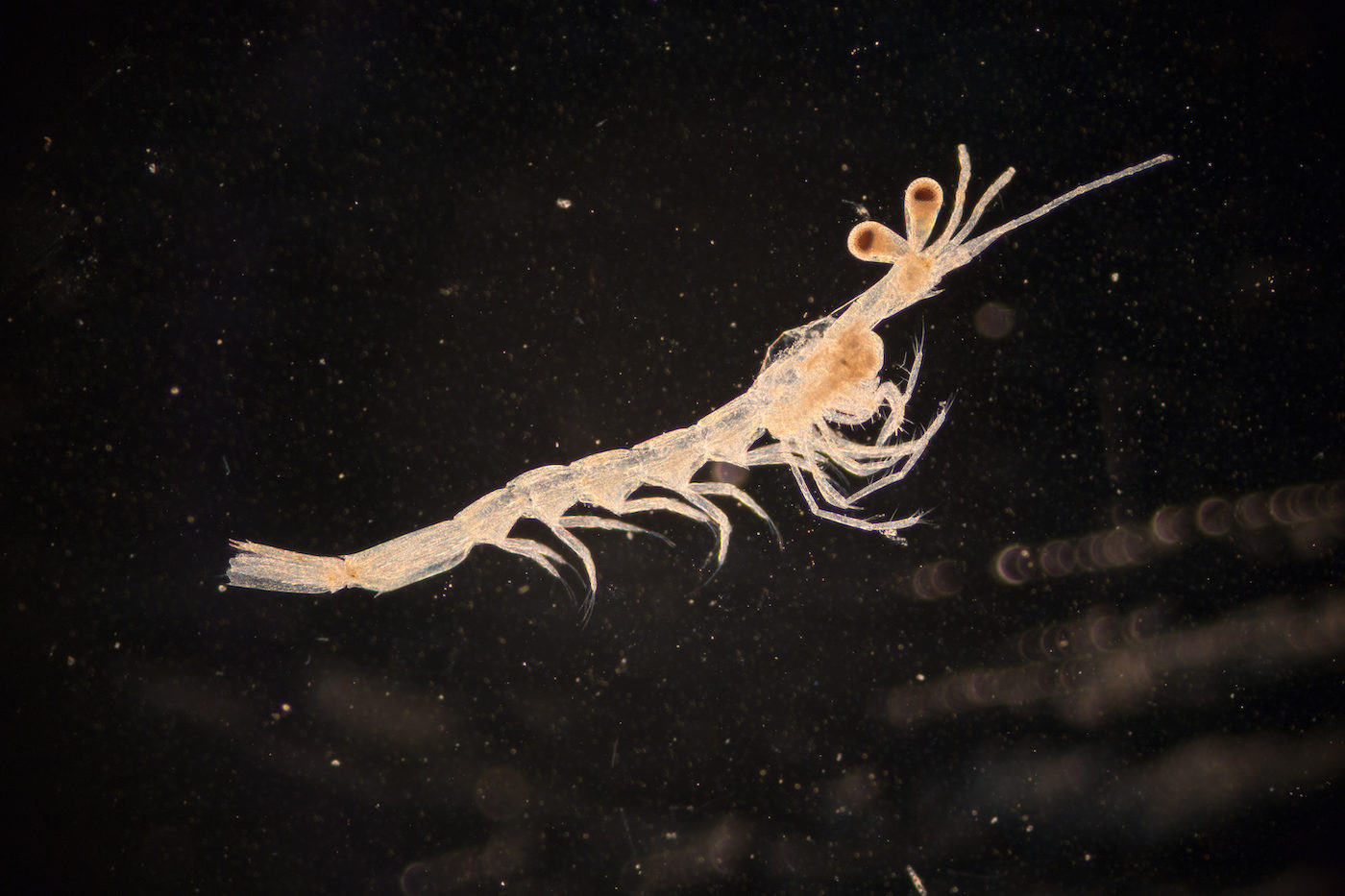 Acid rain: it's not over yet for this tiny shrimp | The Narwhal