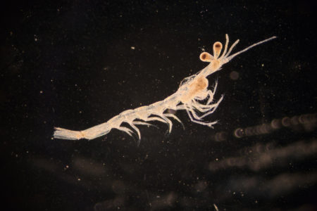 Mysis shrimp