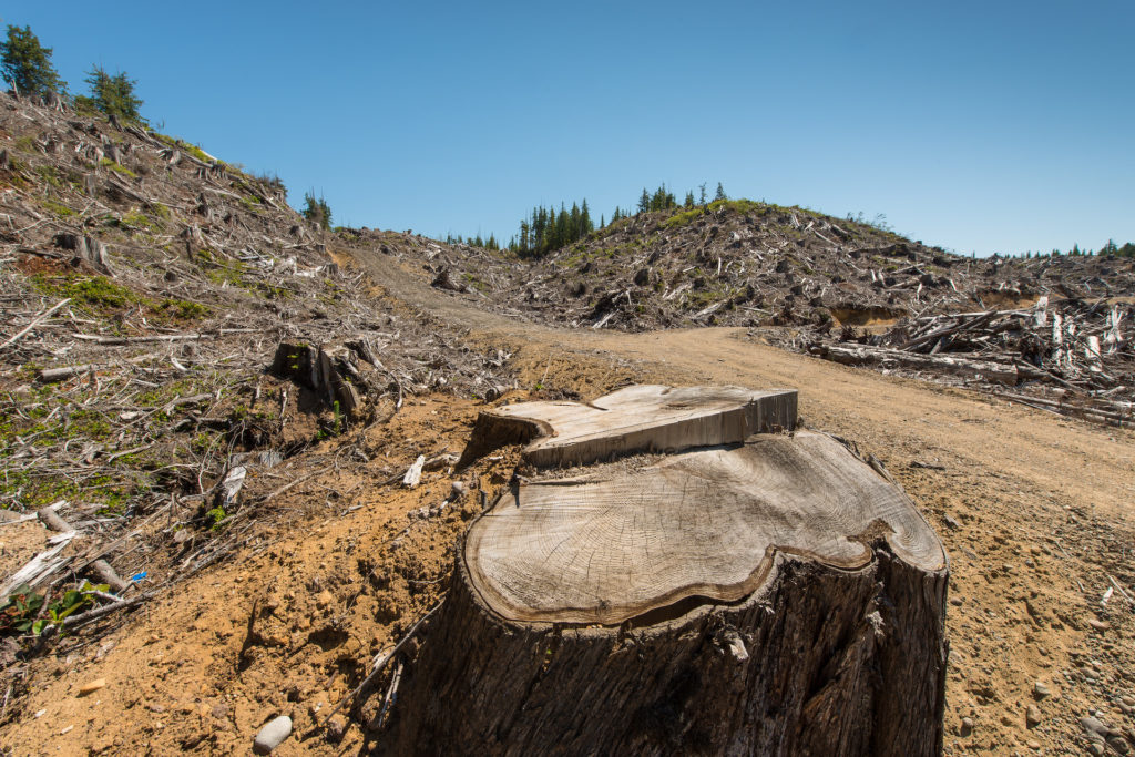 Garth Lenz Haida Gwaii cedar tree at a Husby Forest Products clearcut