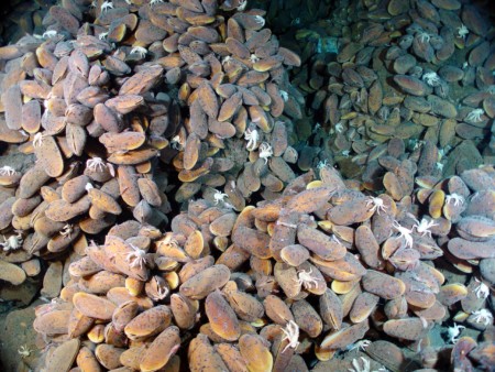 deep-sea mussels