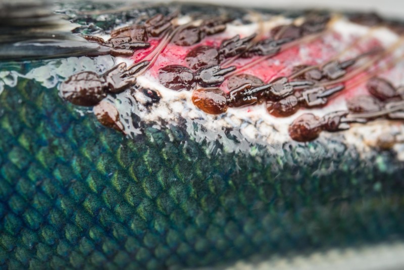 Fraser River sockeye salmon sea lice Tavish Campbell