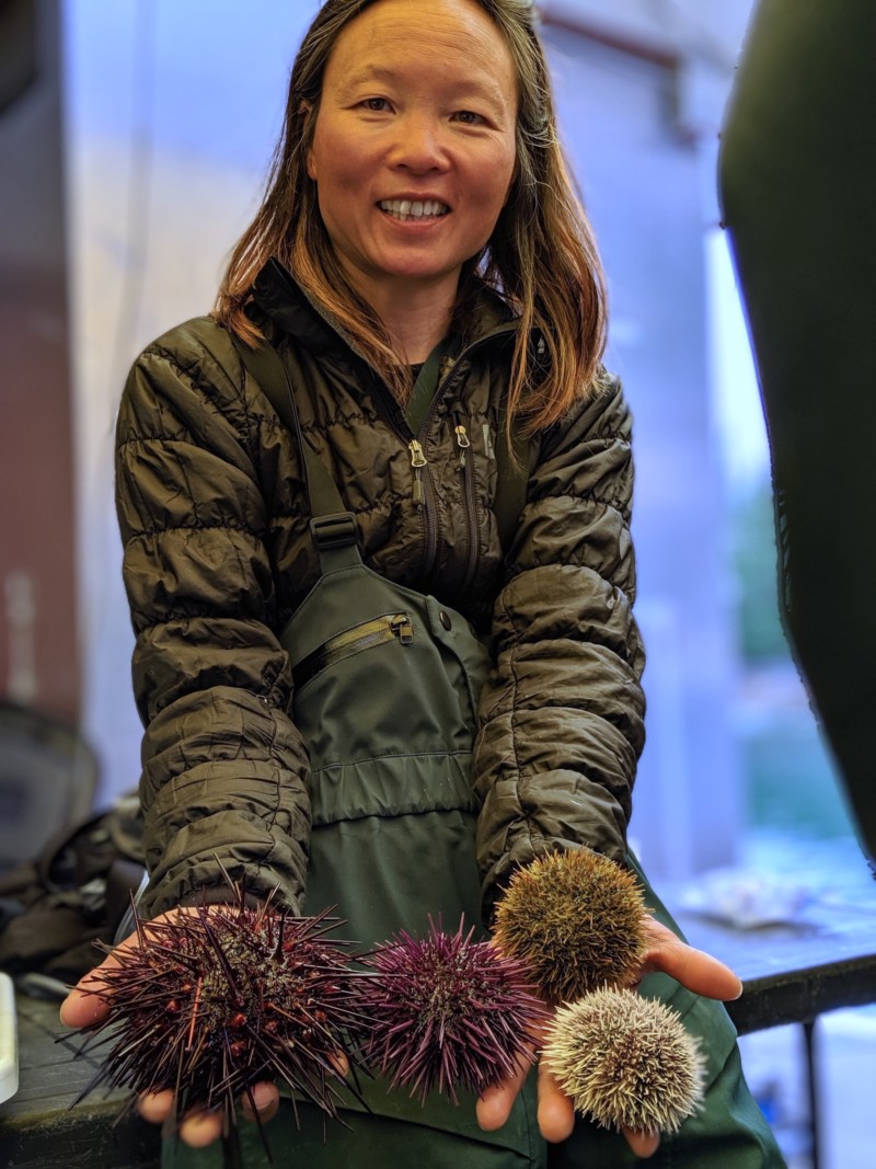 Marine ecologist Lynn Lee displays a variety of sea urchins that currently overpopulate the seafloor around Haida Gwaii. She and her team are exploring how the return of sea otters might influence this out-of-balance ecosystem. Photo: Jason G. Goldman