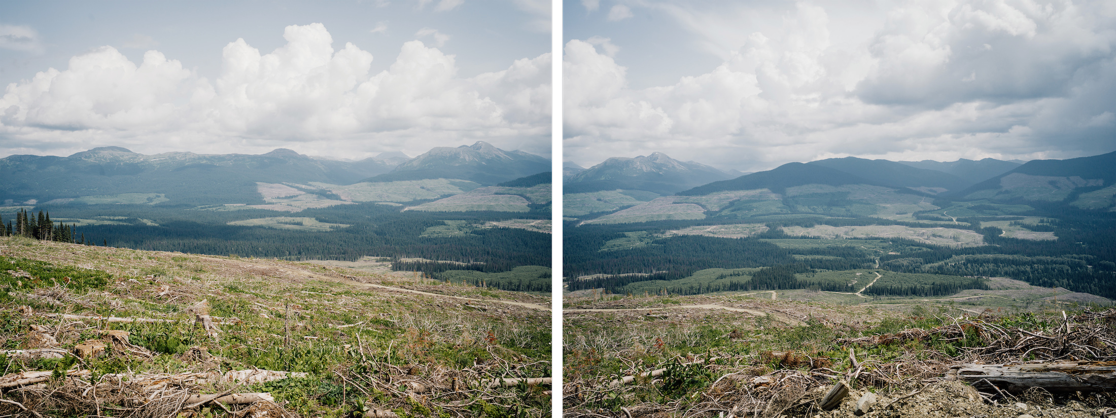 Clear cut Anzac Valley Inland-Temperate-Rainforest-The Narwhal