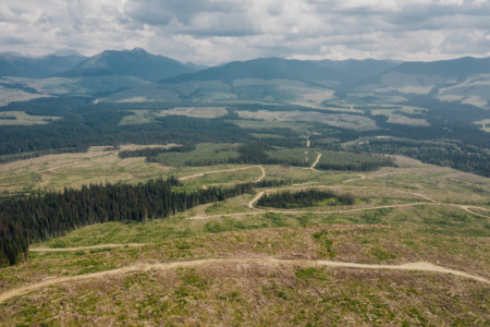 A landscape shot showing the scars of clear cut logging on a hillside