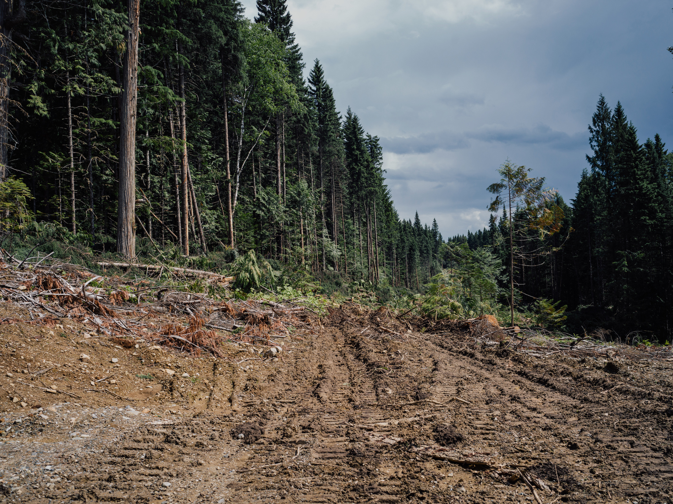 Spruce tree clear-cut logging Anzac The Narwhal