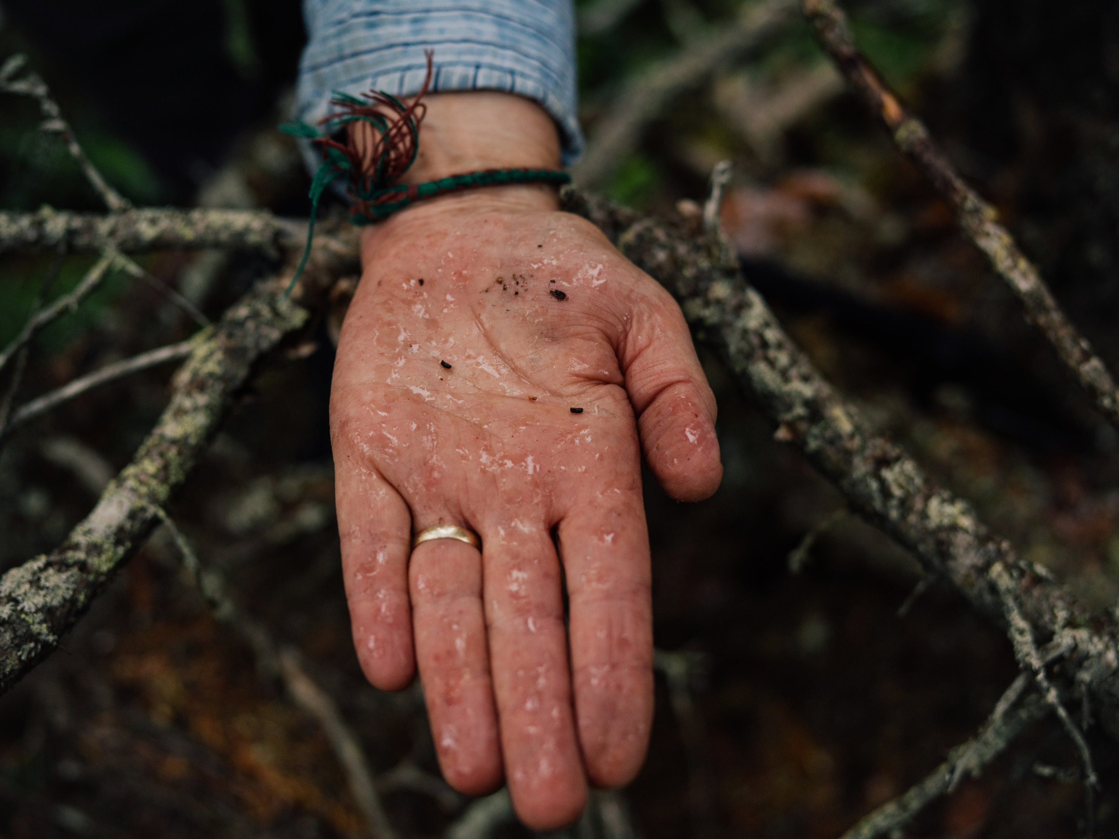 Hundreds Of Hectares Of Moonscape B C Spruce Beetle Infestation Used To Accelerate Clear Cuts The Narwhal