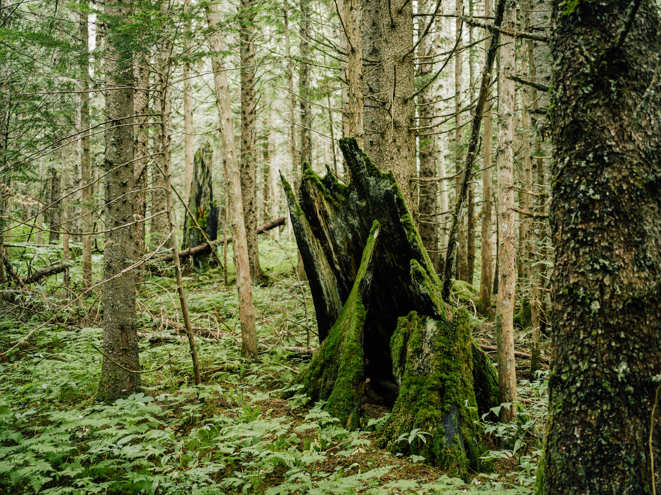 Inland temperate rainforest understory The Narwhal