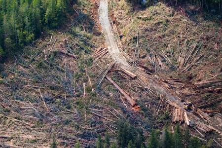 Nahmint Valley ninth-largest Douglas Fir