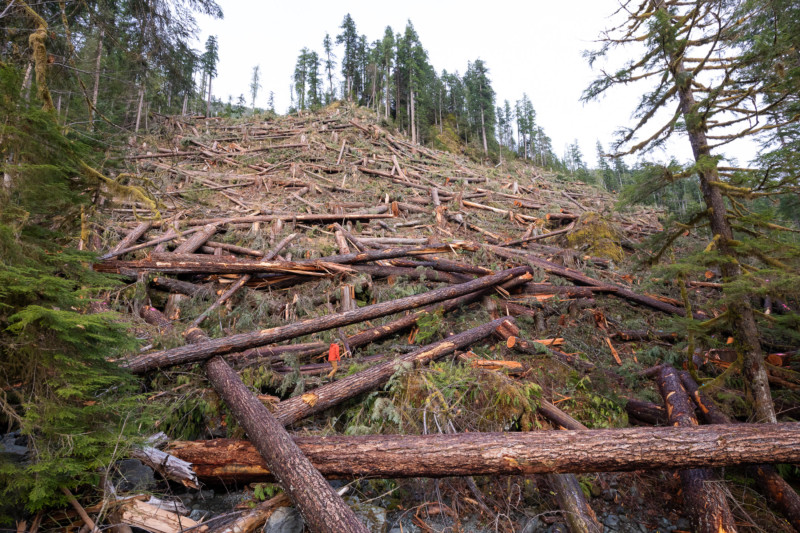 Nahmin Valley old growth clear cut