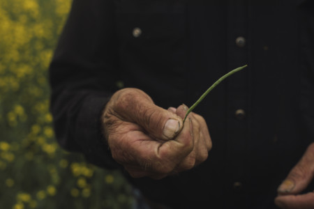 Farmer inspecting canola crop
