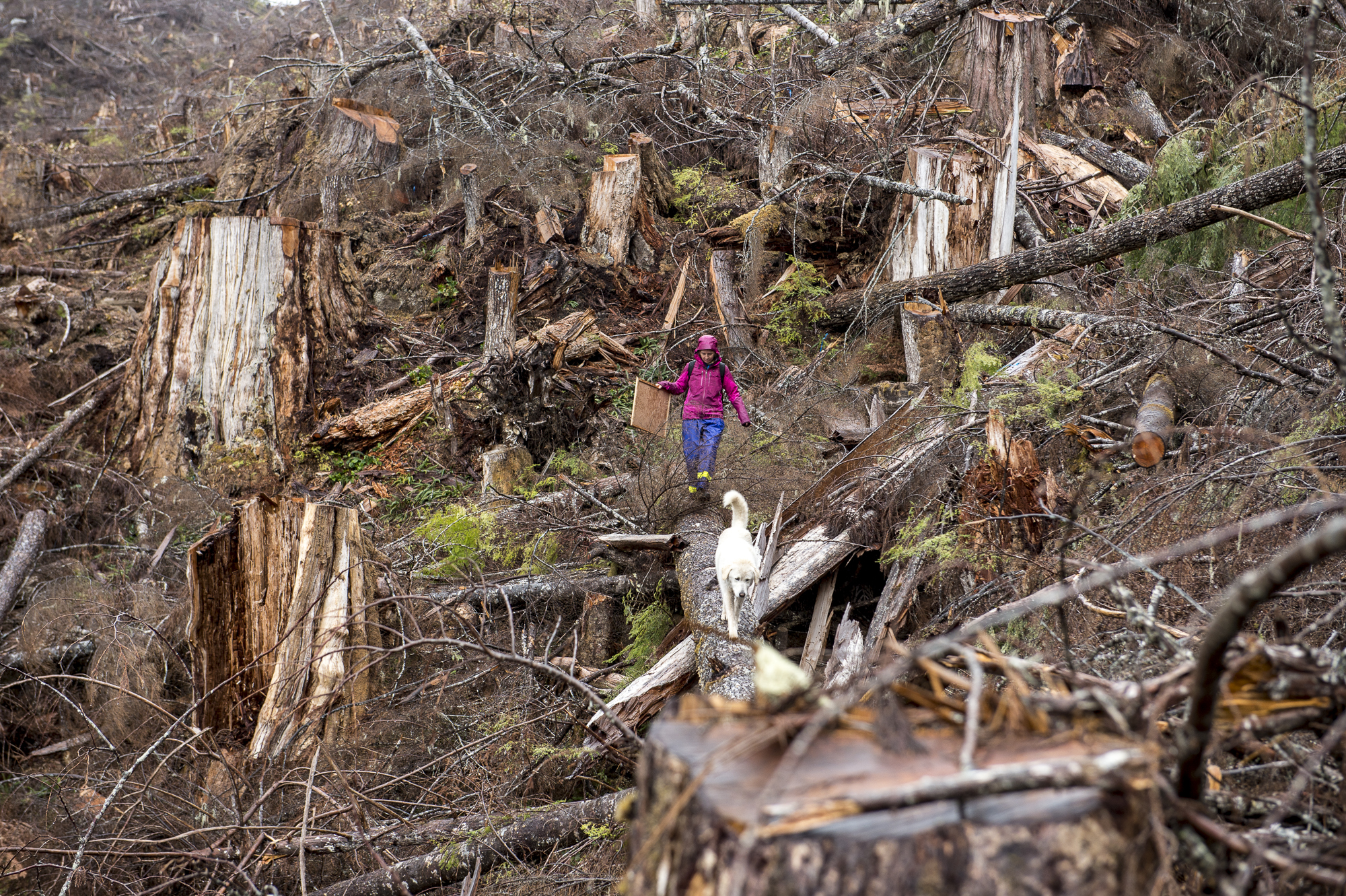 Gilford Island logging Great Bear Rainforest