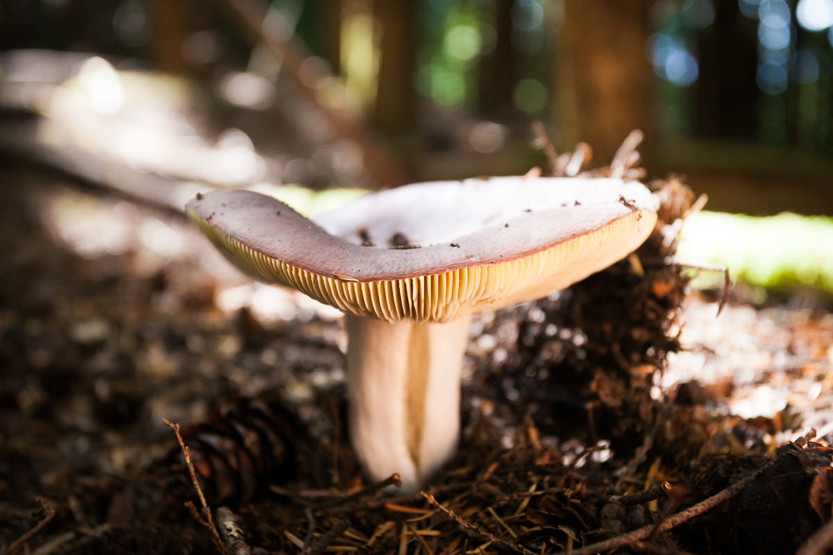 Mount Elphinstone Clack Creek forest mushroom