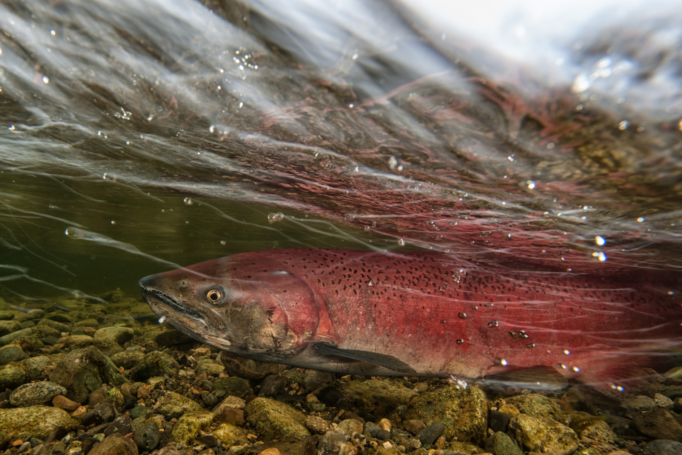 Chinook salmon in the Yukon River