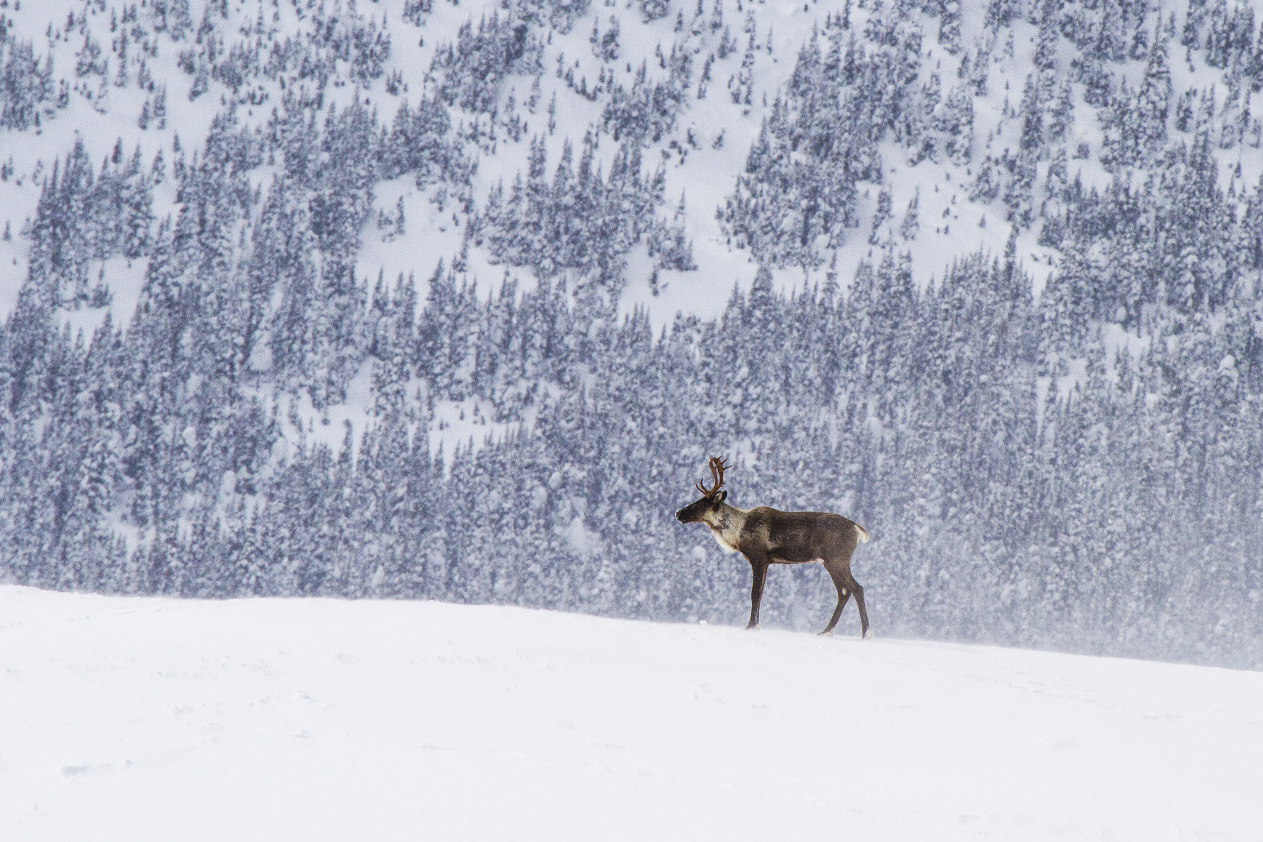 Mountain caribou above treeline in winter, Hart Ranges, BC.