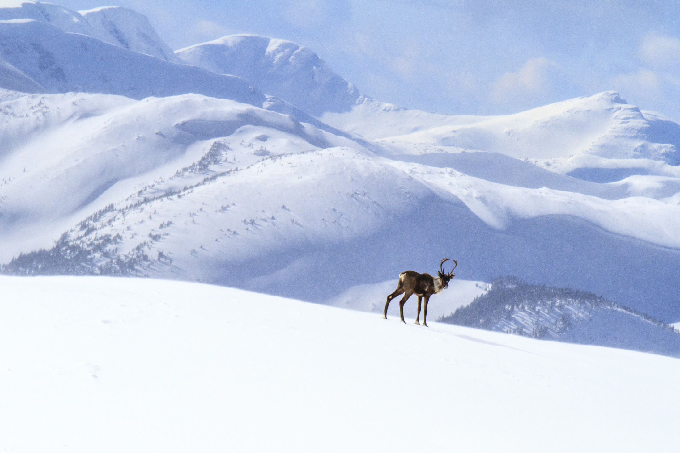 Mountain caribou above the treeline in winter, Hart Ranges, B.C.
