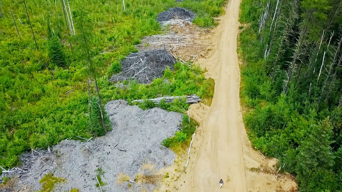 Tree waste boreal forest Hesselink