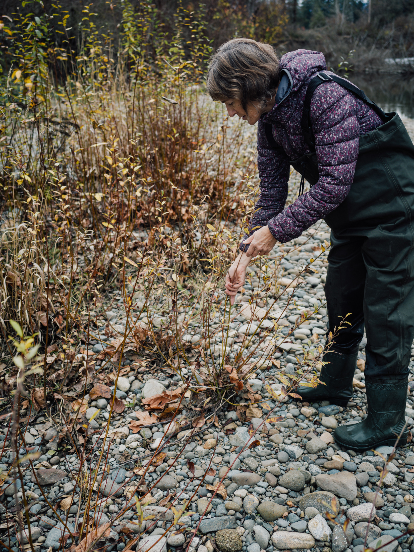 Tsolum River restoration