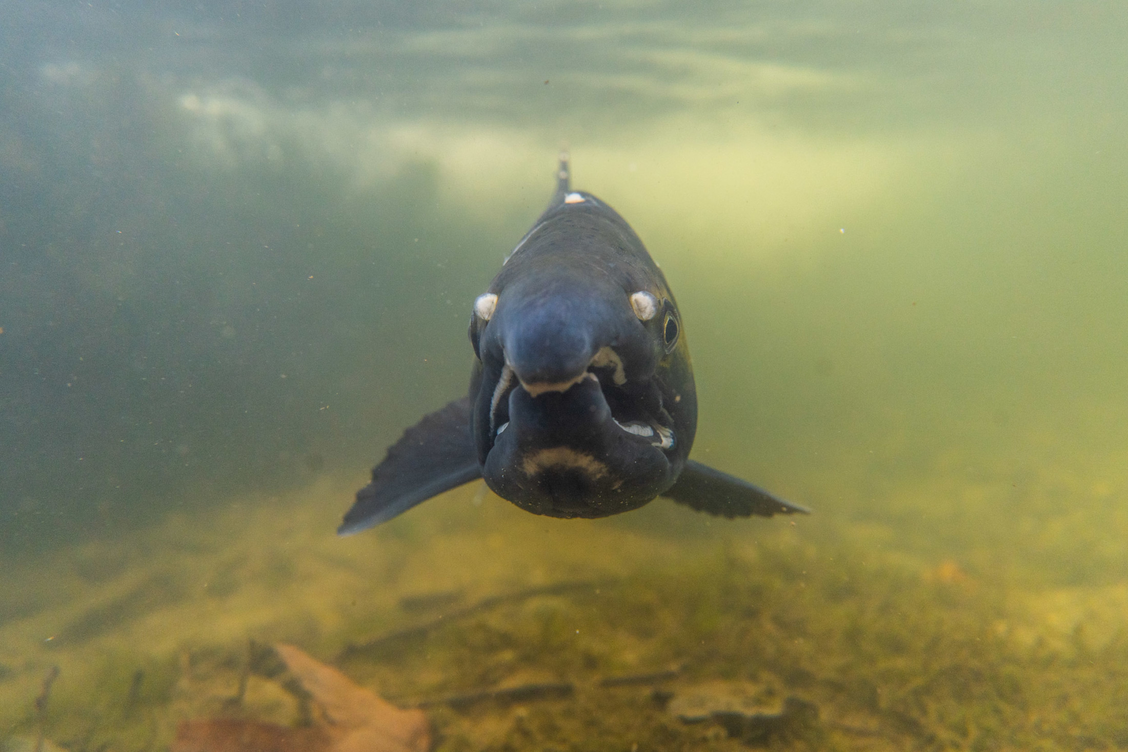 A male Coho Salmon in Clark creek, Washington