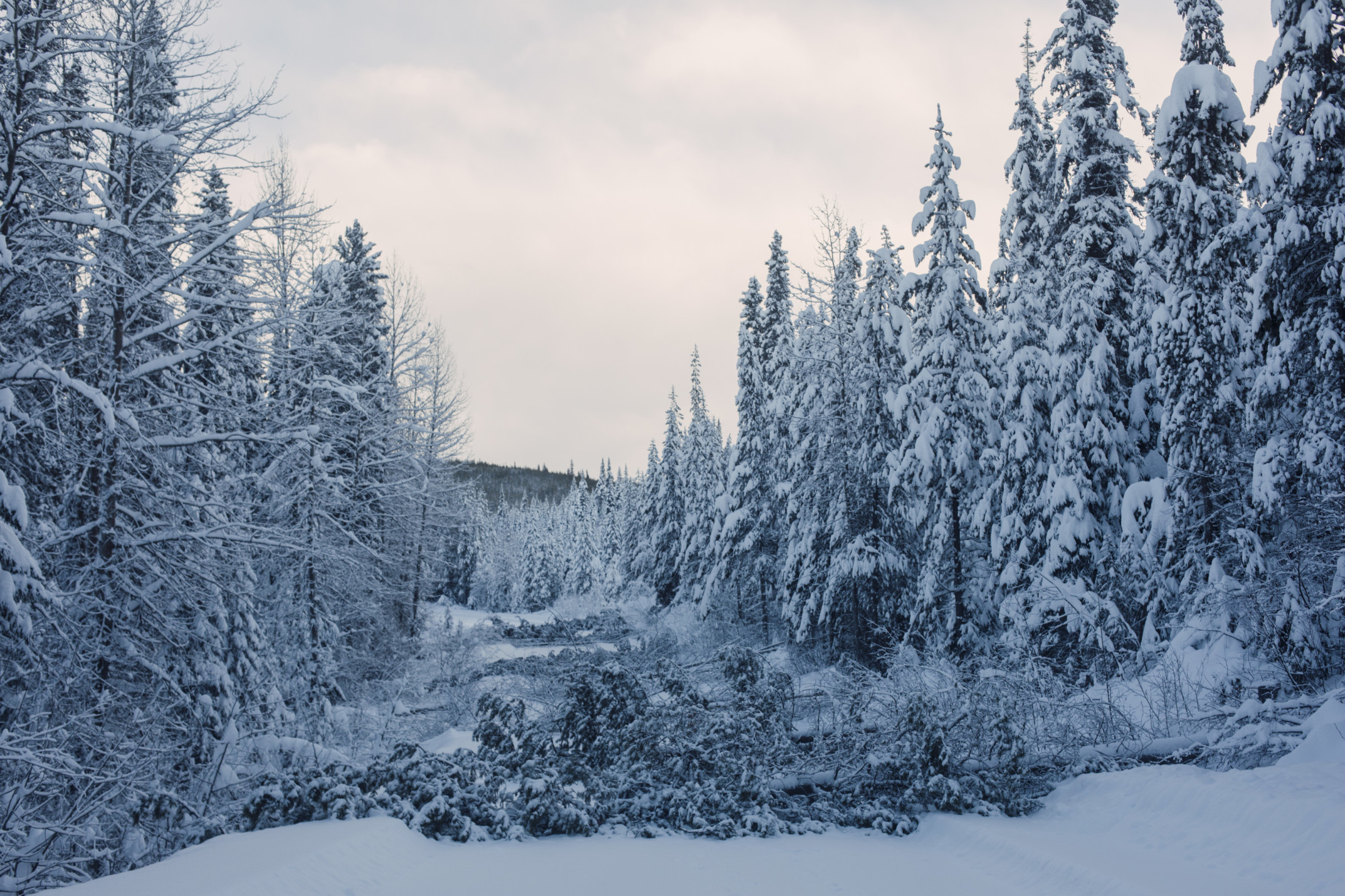 Fallen Trees Gidimt'en camp
