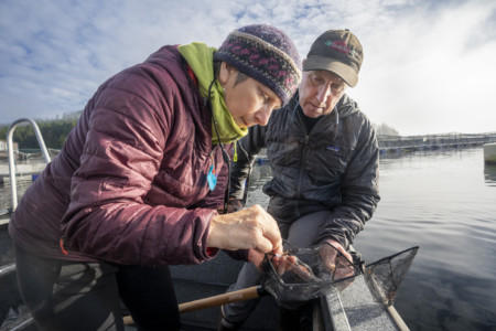 Gathering samples fish farm Clayoquot Sound