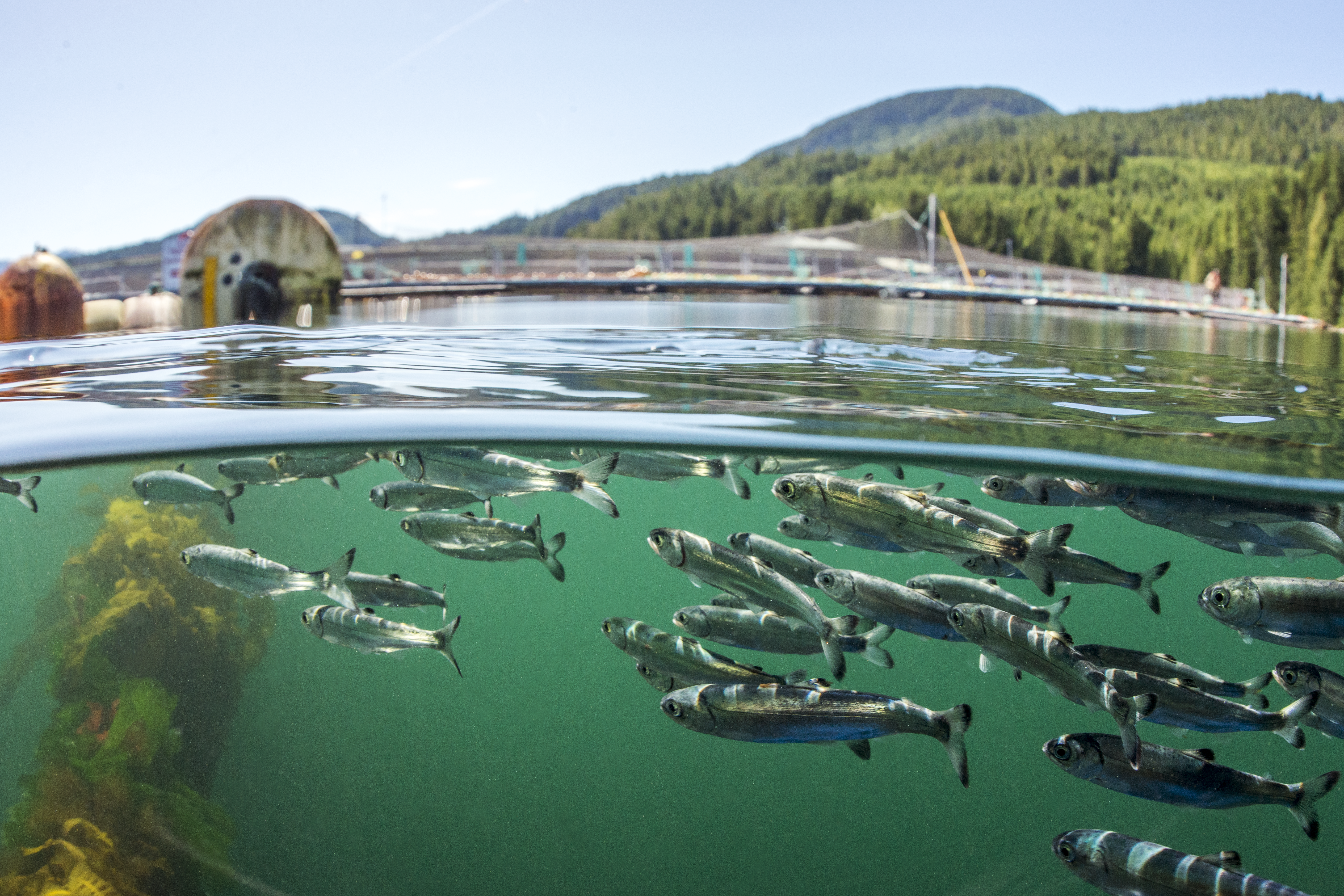 Wild salmon smolts swim past the open nets of a fish farm in Clayoquot Sound.