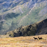 Caribou on permafrost in Tombstone Territorial Park