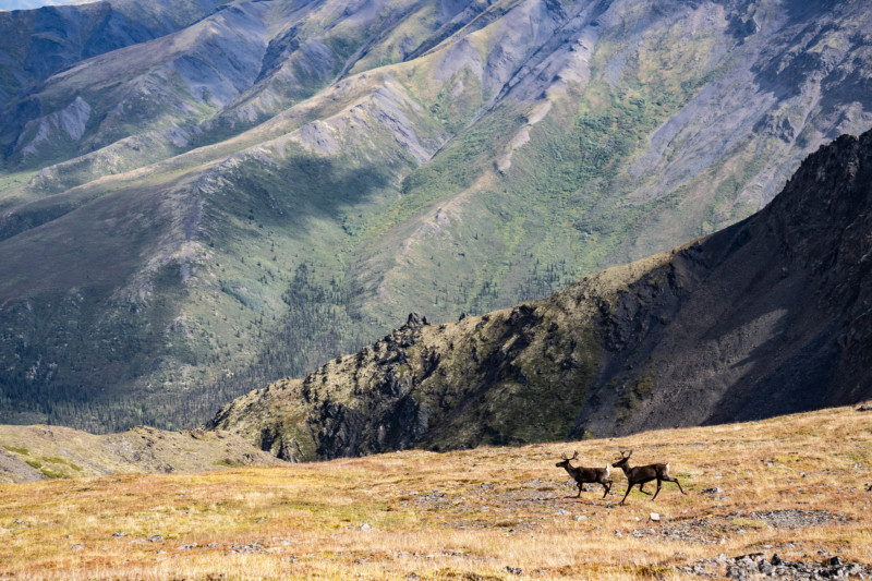 Caribou on permafrost in Tombstone Territorial Park