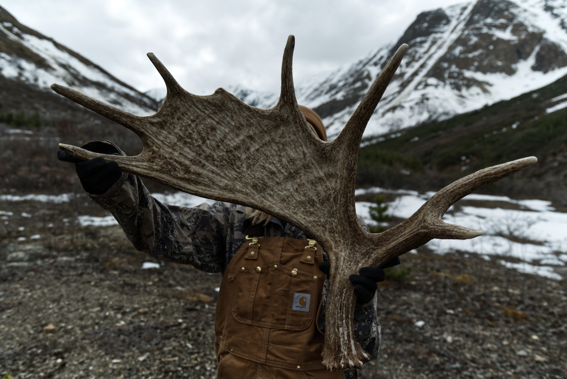 Muskwa-Kechika moose antlers