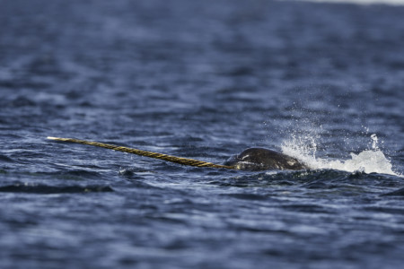 Narwhal tusk Arctic