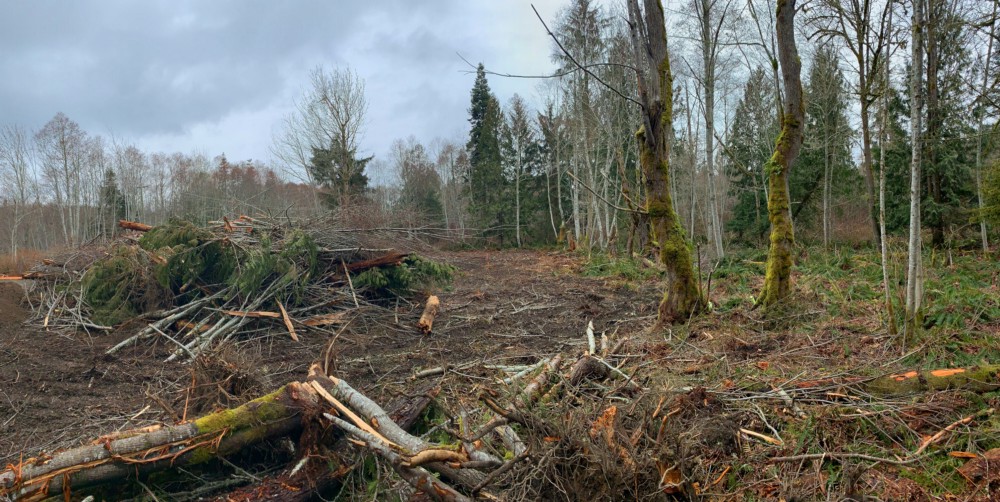 Seacroft Estates tree clearing