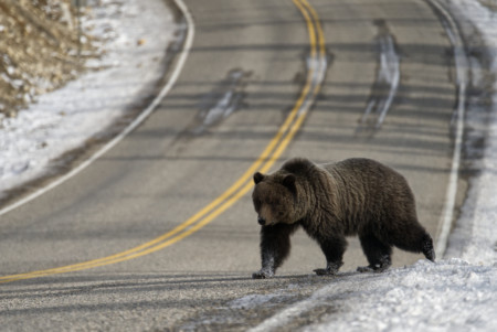 Grizzly bear species at risk