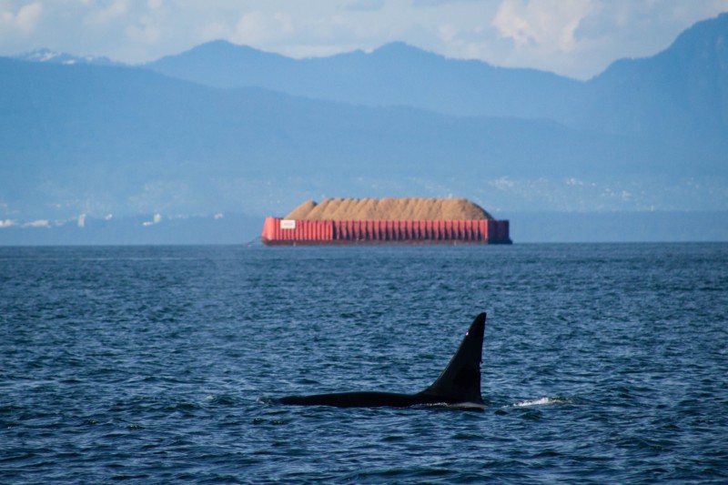 ryan-stone-orca strait of georgia