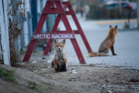 Fox in Whitehorse, Yukon