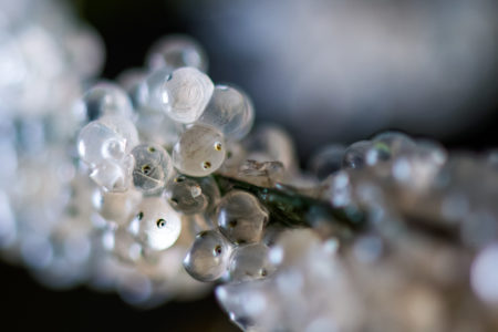 Herring roe Ian McAllister