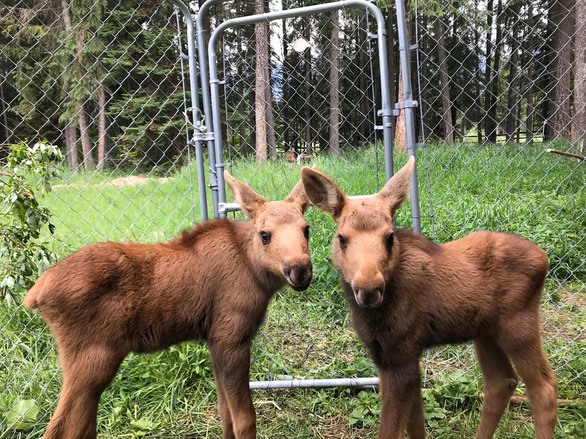 Twin moose calves NLWS