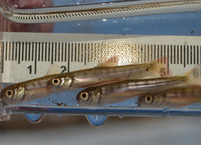 Chinook salmon fry from the Tr’ondëk Hwëch’in’s in-stream salmon incubation project