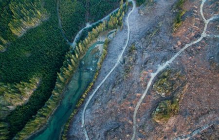 Forestry logging salmon habitat Tavish Campbell