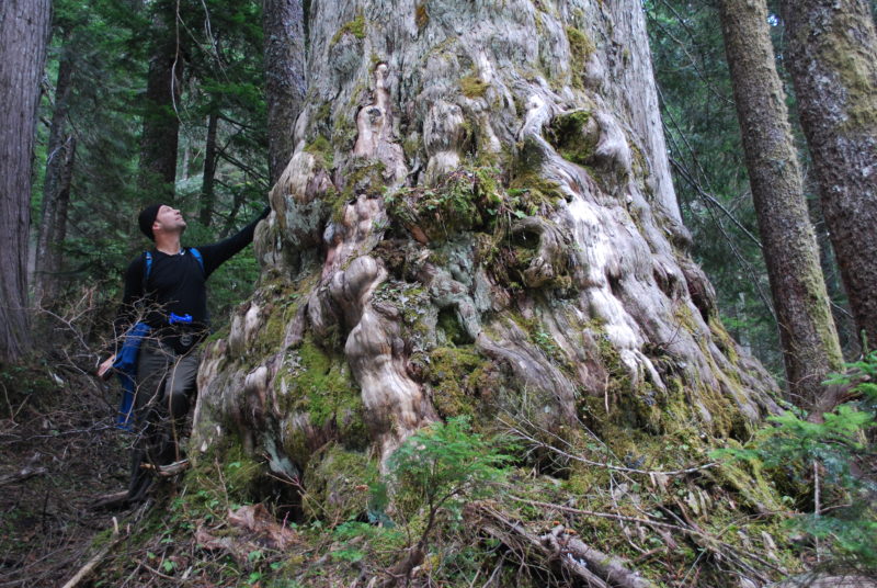 Ancient yellow cedar Dakota Ridge Elphinstone Logging Focus