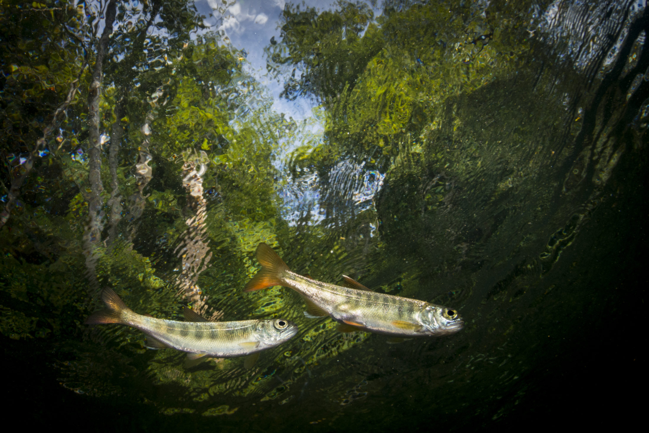 Baby coho salmon