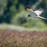 Boundary Bay Northern Harrier
