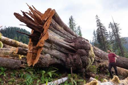 Logging Forest Practices Board Forestry