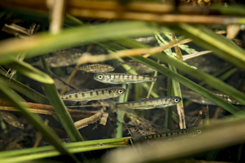 Chum fry hiding in marginal grass