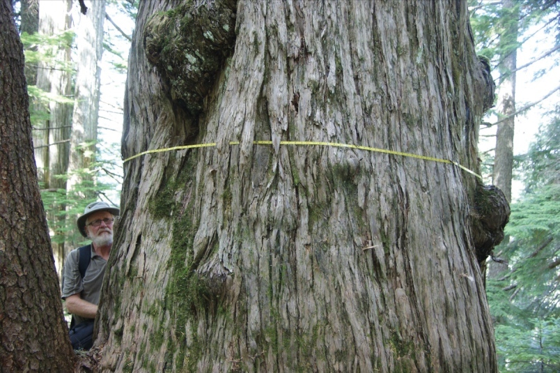 Hans Penner with an ancient cedar