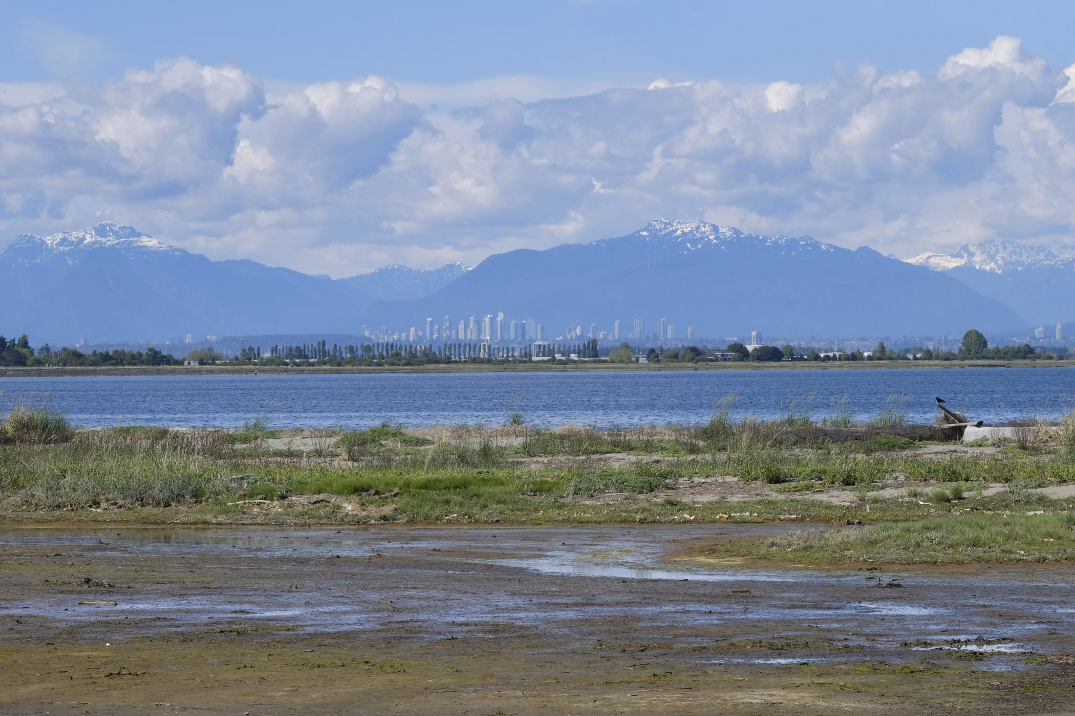 Boundary Bay salt marsh