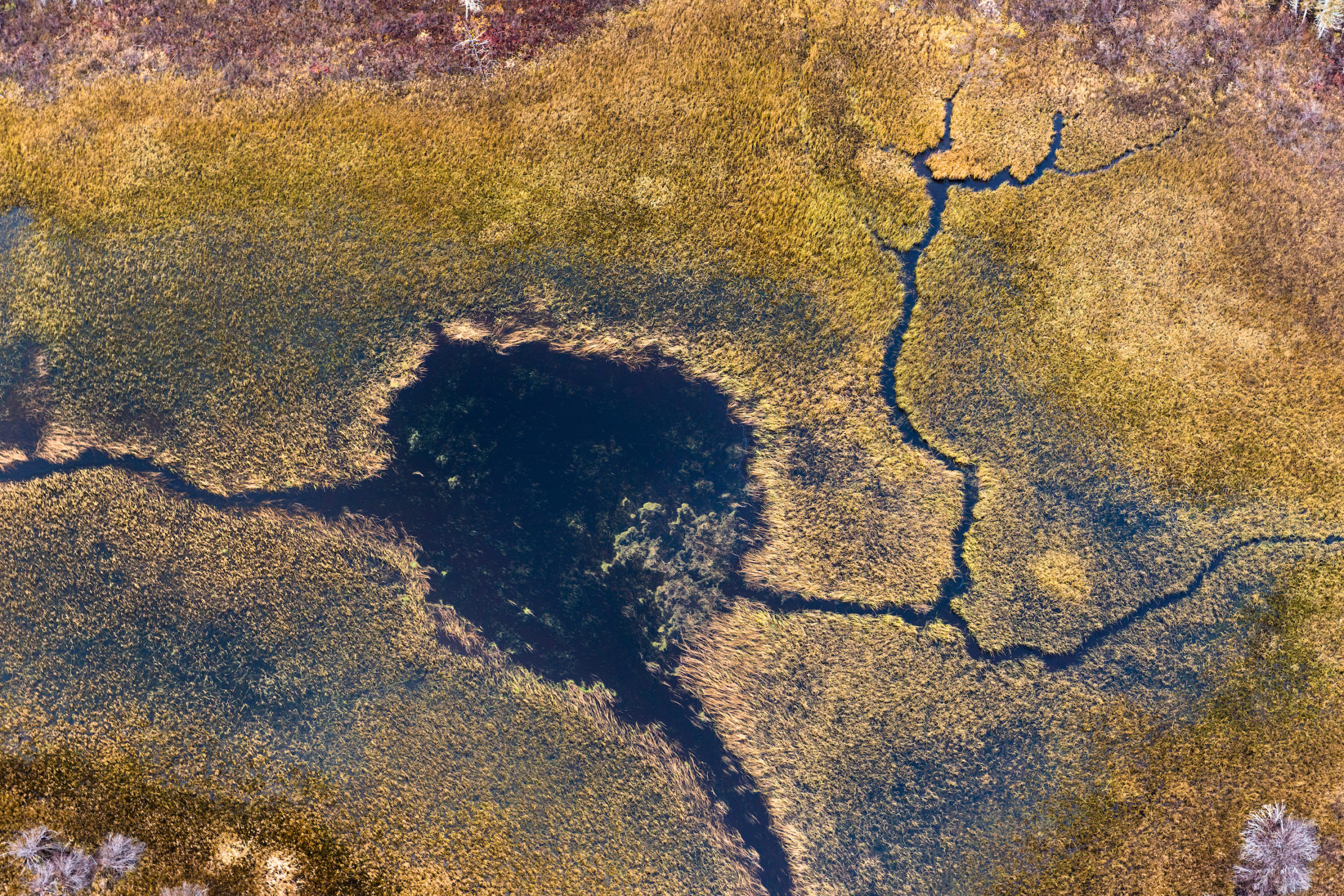 The Battle For The Breathing Lands Ontario S Ring Of Fire And The Fate Of Its Carbon Rich Peatlands The Narwhal