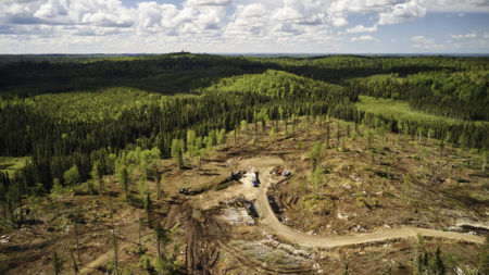 Clearcut boreal forest Dryden ontario