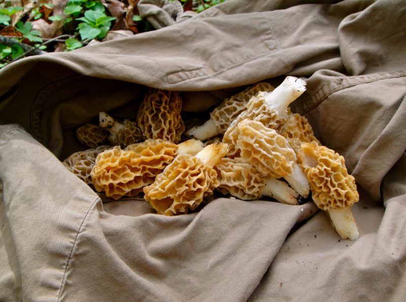 Morel mushroom Yukon harvest