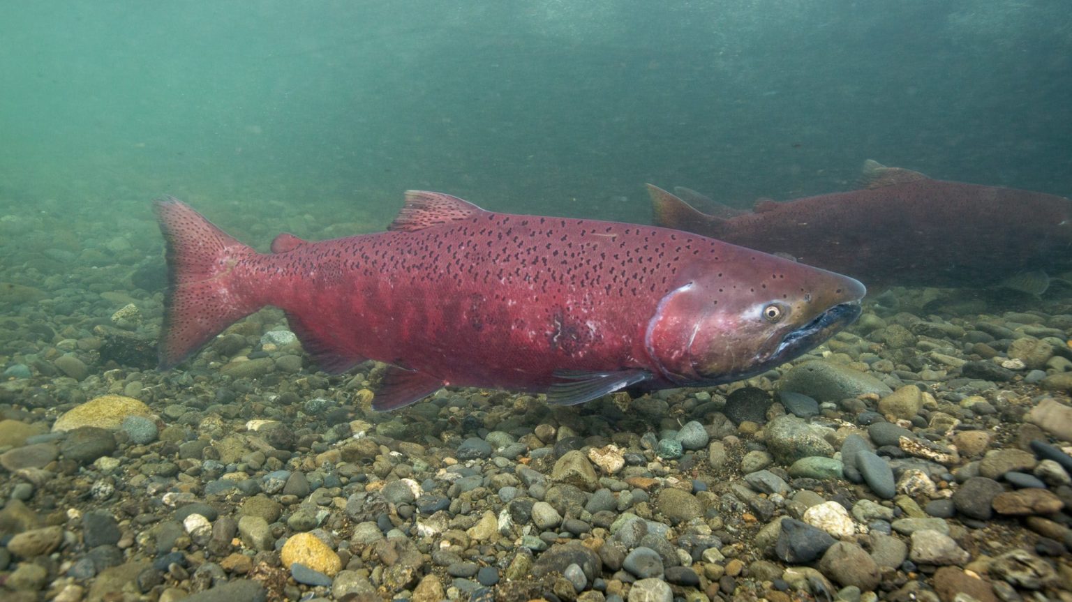 ‘The fish are much, much smaller’: study finds Yukon-Alaska salmon ...