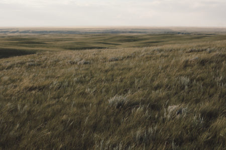 Dry mix grass prairie on the Lomond Grazing Association lease