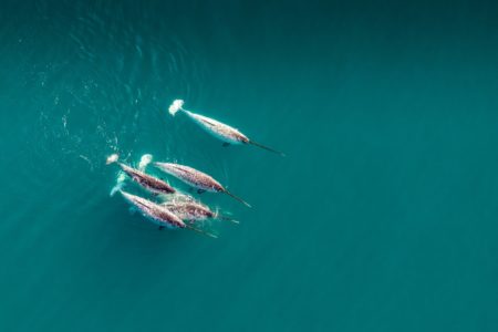Narwhals